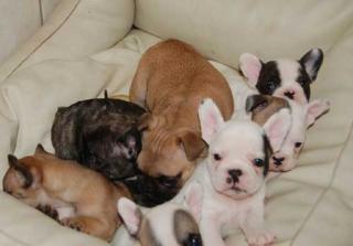 Französische Bulldogge