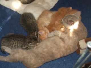 Britisch Kurzhaar Kitten suchen liebes zu Hause