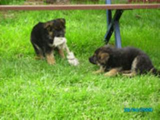 Schäferhundewelpen nach Top-Verpaarung zu verkaufen