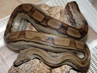 Motleyboa Boa c. imperator Honduras