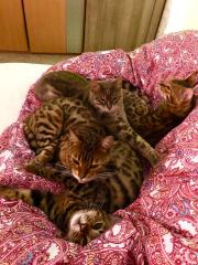 Bengalkatze erwachsen