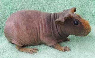 Skinnys / Skinny-Pigs / Nacktmeerschweinchen