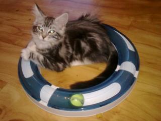 Maine Coon reinrassig ohne Papiere