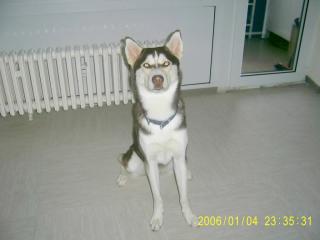 Biete Husky Deckrüde