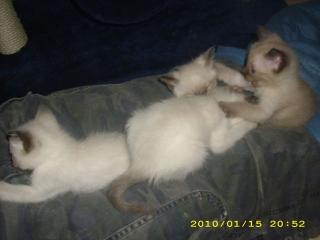 Siam/Thai-Katerchen abzugeben