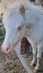 Minishetty Hengst Shetlandpony Hengstfohlen