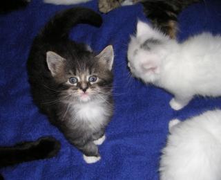 Manni-Echte Norwegische Waldkatze sucht neues Zuhause
