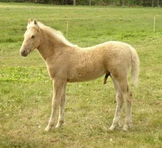Barocker Palomino Hengst