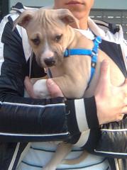 American Pitbull/Staffordmix 11 Wochen alt.