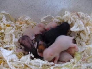 Goldhamsterbabys abzugeben