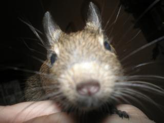 2 Degus abzugeben m/w