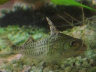 Engelswels Pimelodus pictus abzugeben