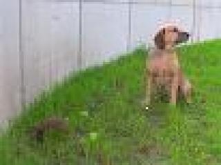 Suche ein liebevolles zu Hause für meinen Jagdmischling