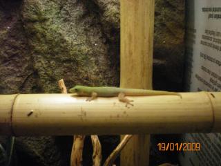 P. laticauda laticauda Goldstaub-Taggecko