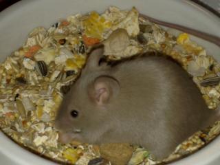 1 Adulte Maus kostet ab 87 Cent- 100 gesunde Mäuse und Ratten.