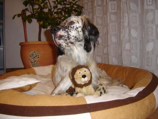 Hundesitter gesucht