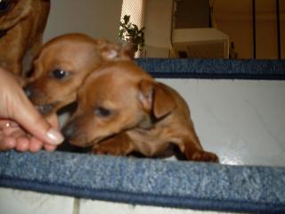 Chihuahua Rehpinscher Mix