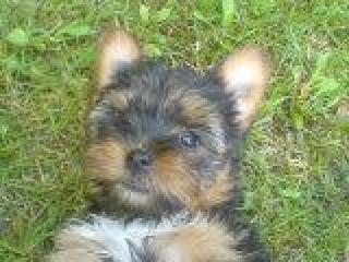 Yorkshire Terrier Rüden