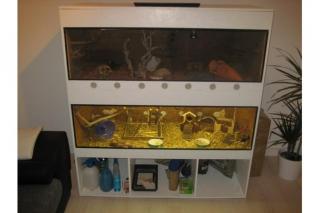Terrarium incl Farb Mäuse, Leopardgeckos u. Zubehör