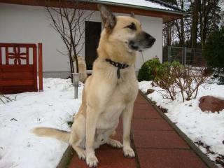Schäferhund Mix sucht ein liebevolles Zuhause