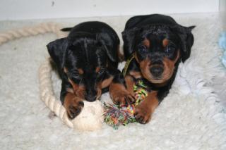 Deutscher Pinscher schwarz-rot, Körzucht
