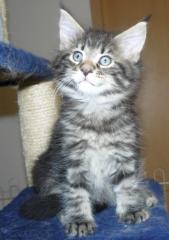 Maine Coon Baby