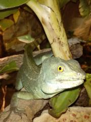 Zwei Stirnlappenbasilisken Basiliscus plumifrons