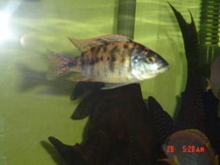 Copadichromis Boadzulu Rainbow