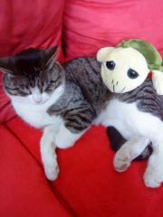 Kater grau getigert mit weißen Pfoten vermisst in Langenfeld