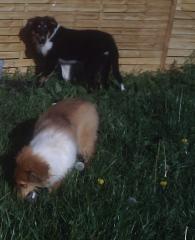 Collies welpen in rot-weiß und tricolor