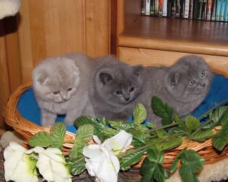 Süße BKH Katzenbabys