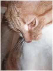 Wir suchen liebevolle Menschen für unsere Kitty