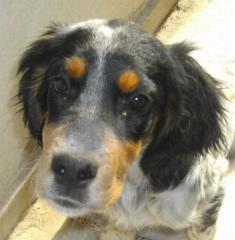 Lakis. ein Hundebaby, das durch die Hölle ging - wir brauchen Hilfe