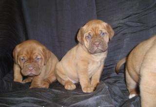 Bordeaux Doggen