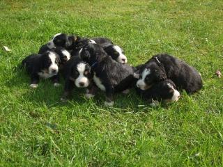 9 süße Berner Sennen Welpen suchen ein Zuhause