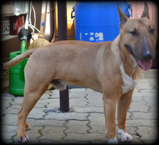 Miniatur Bullterrier Deckrüde FCI Import DNA TEST PLL FREI kein verkauf