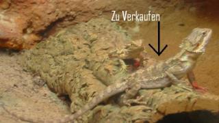 Verkaufe 1. 0 Pogona Vitticeps