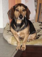 Suche Deckhund