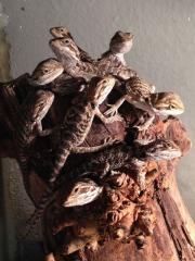 Bartagam Jungtiere suchen ein neues zu Hause -
