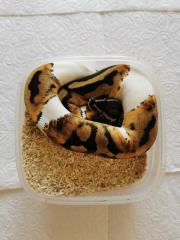 Python Regius - Königs python - PIEBALD 1. 0 von 2021 - tolles Tier