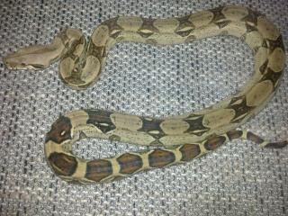 Boa c. imperator weibchen