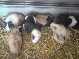 Meerschweinchen zu Verschenken.