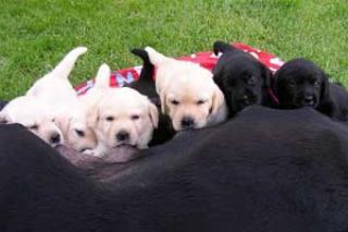 Reinrassige Labrador Welpen