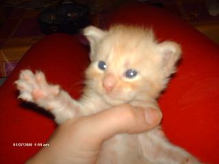 4 super süße Maine Coon Babys suchen ab 19. 09-19. 10 ein zuhause