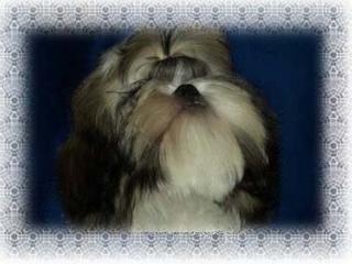Shih tzu Welpen und Jungtiere