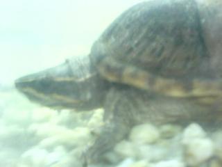 Moschusschildkröte Sternotherus odoratus