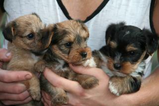 YORKI - CHIHUAHUA MISCHLINGE