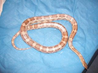 2 Kornnattern Black Albino, Ghost zu verkaufen