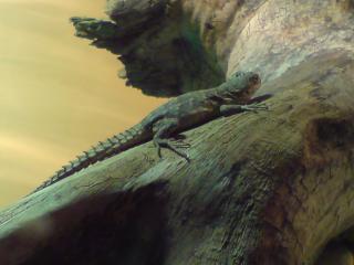 Verkaufe 2 Stachelschwanzleguan Ctenosaura palearis