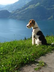 Hundebetreuung im Urlaub 2021 Krefeld NRW